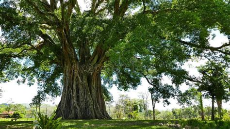 balete tree in english|banyan tree philippines.
